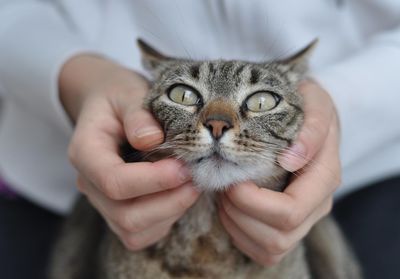 Close-up of hands holding cat