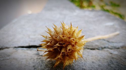 Close-up of wilted flower