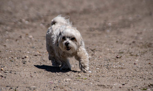 Portrait of dog running on field