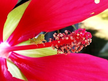 Close-up of pink flowers