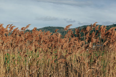 High angle view of stalks in field against sky