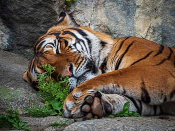 Close-up of tiger