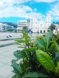 Close-up of plants against buildings in city