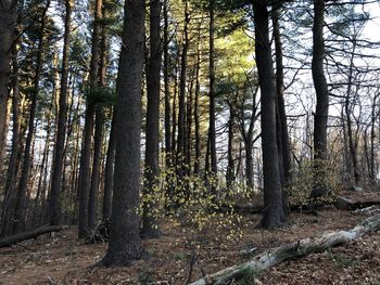 Trees in forest