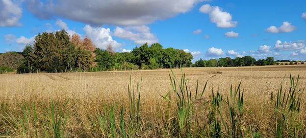 Scenic view of field against sky