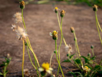 Close-up of yellow flowering plant on field