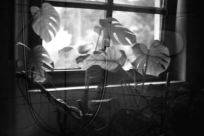Close-up of potted plant against window
