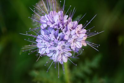 Close-up of purple flowering plant