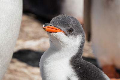 Close-up of penguin on rock