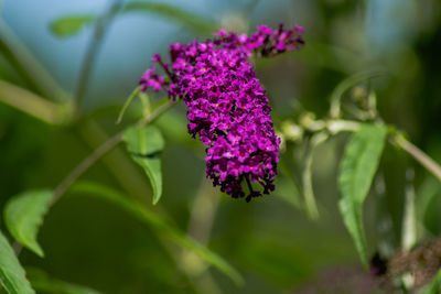 Close-up of purple flowering plant