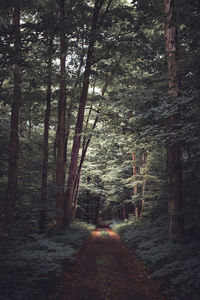 Dirt road amidst trees in forest