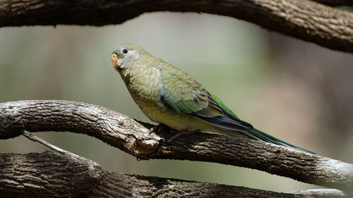 Close-up of bird perching on branch