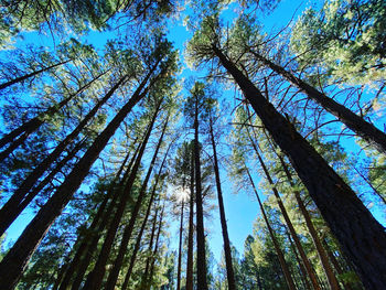 Low angle view of trees in forest