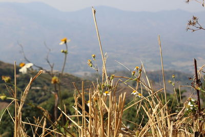 Close-up of plants growing on field