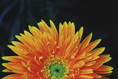 Close-up of orange flower