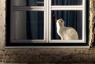 Cat looking through window