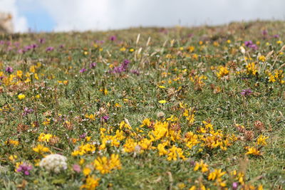 Yellow flowers blooming in field