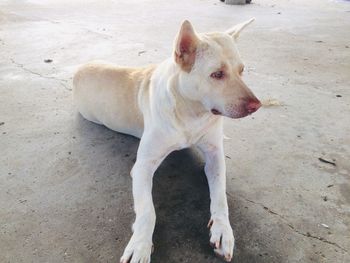 High angle view of dog looking away