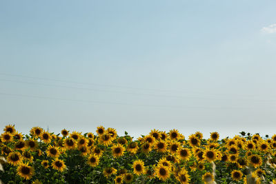 Sunflower field landscape in the countryside