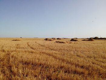 Scenic view of field against clear sky