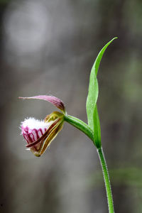 Close-up of flower on plant