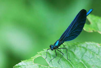 Close-up of damselfly on leaf