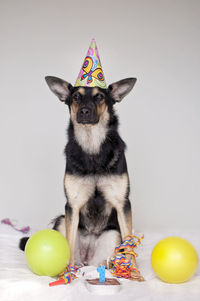 Portrait of dog with birthday cake sitting on bed against white background