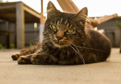 Close-up portrait of cat lying down outdoors