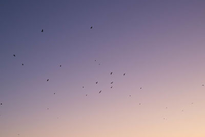 Low angle view of birds flying in sky