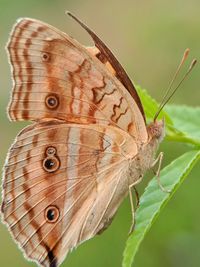 Close-up of butterfly on flower