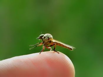 Close-up of insect on hand