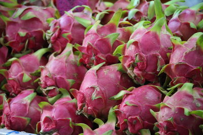 Close-up of pink roses