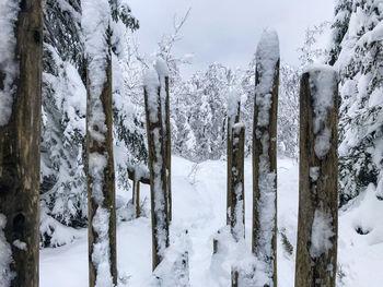 Trees on snow covered field