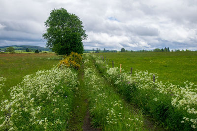 Scenic view of grassy field against sky