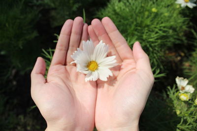 Close-up of hand holding flower