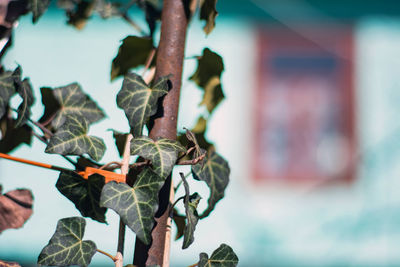 Low angle view of plant hanging on metal