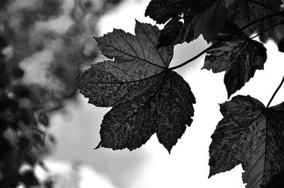 Close-up of leaves on ground