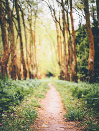 Footpath amidst trees in forest