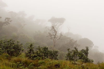 Trees in forest against sky during foggy weather