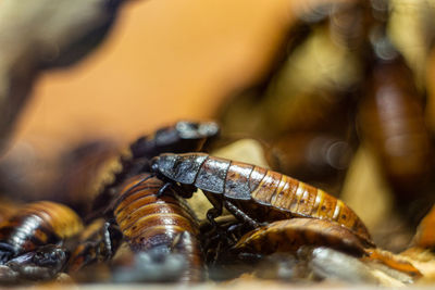 Close-up of bee