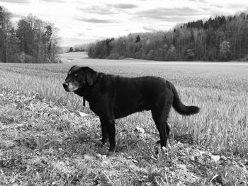 Dog standing on field