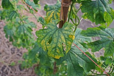 High angle view of leaves on plant