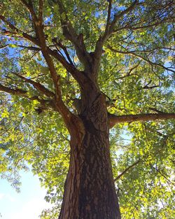 Low angle view of trees in forest