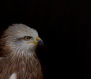 Close-up of eagle against black background