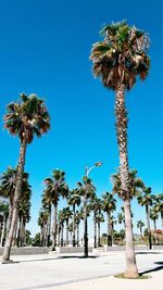 Low angle view of palm trees against clear blue sky