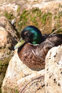 High angle view of bird perching on rock