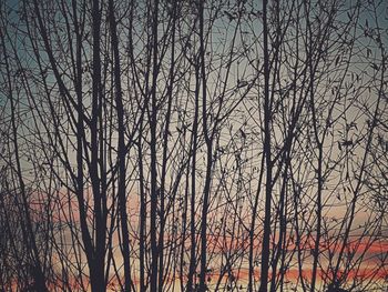 Silhouette bare trees against sky during sunset