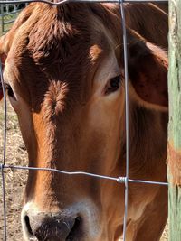 Close-up of cow standing outdoors