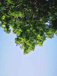 Low angle view of tree against clear sky