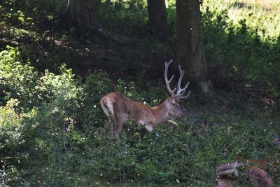 Deer standing in a forest